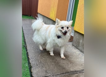 Momo SR - freundlich, aufgeschlossen 