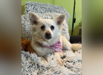 Lena  SR - katzenverträglich, lieb