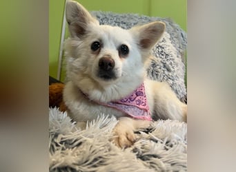 Lena  SR - katzenverträglich, lieb