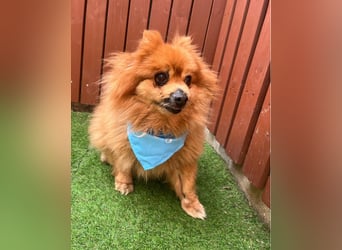 Eric SR - gemütlich, freundlich