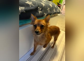 Coco SR - freundlich, verspielt