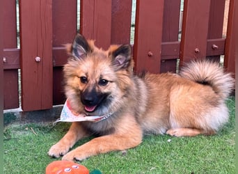 Leila - fröhlicher Junghund 