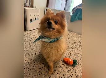 Teddy SR - Freundlich, Verspielt