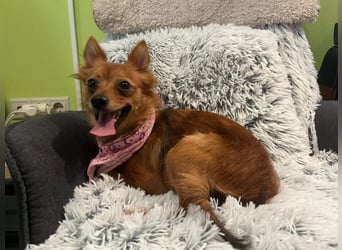 Coco SR - freundlich, verspielt