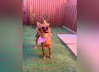 Coco SR - freundlich, verspielt