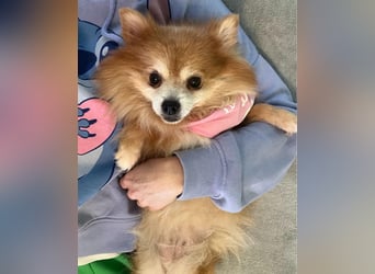 Kitty SR - freundlich, verträglich