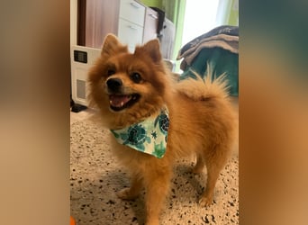 Teddy SR - Freundlich, Verspielt