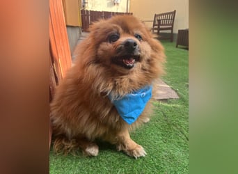 Eric SR - gemütlich, freundlich