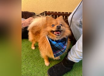 Sheldon SR - verspielt, verträglich