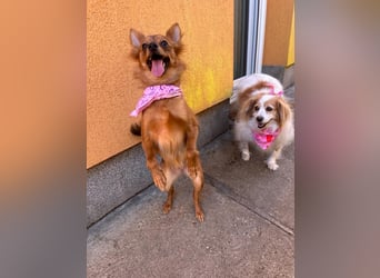 Coco SR - freundlich, verspielt