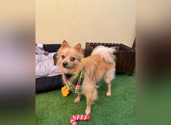 George SR - freundlich, verspielt