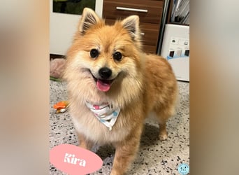 Kira SR - freundlich, aufgeschlossen