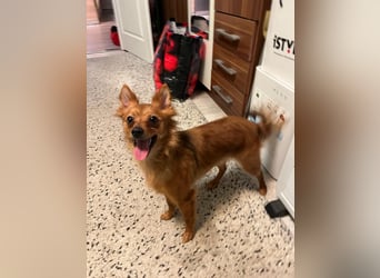 Coco SR - freundlich, verspielt