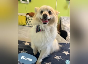 Momo SR - freundlich, aufgeschlossen 