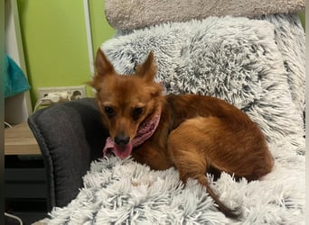 Coco SR - freundlich, verspielt