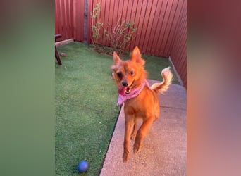 Coco SR - freundlich, verspielt