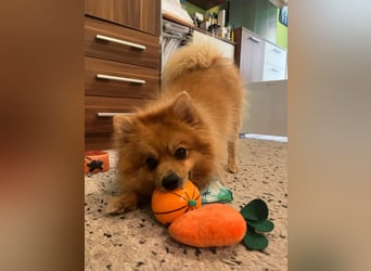 Teddy SR - Freundlich, Verspielt