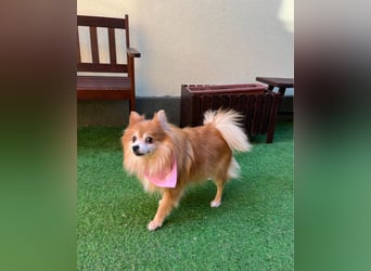 Kitty SR - freundlich, verträglich