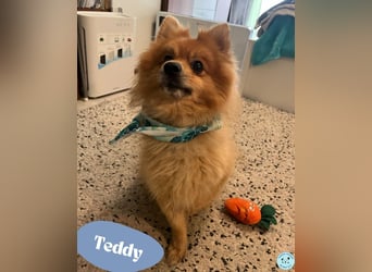 Teddy SR - Freundlich, Verspielt