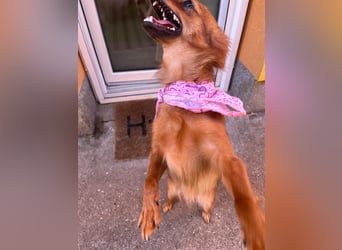 Coco SR - freundlich, verspielt