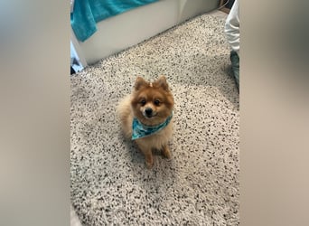 Teddy SR - Freundlich, Verspielt