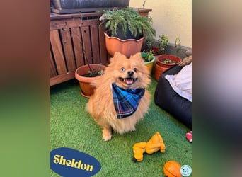 Sheldon SR - verspielt, verträglich