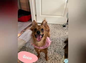 Coco SR - freundlich, verspielt