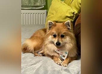 Kira SR - freundlich, aufgeschlossen