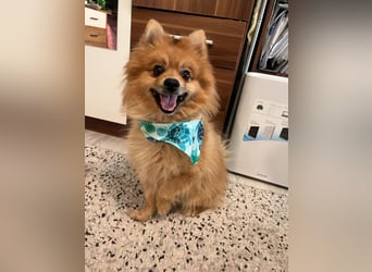 Teddy SR - Freundlich, Verspielt