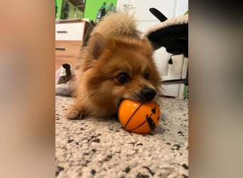 Teddy SR - Freundlich, Verspielt