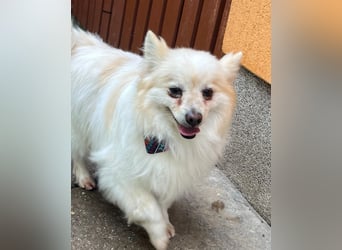 Momo SR - freundlich, aufgeschlossen 