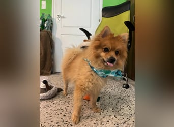 Teddy SR - Freundlich, Verspielt