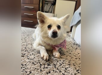 Lena  SR - katzenverträglich, lieb