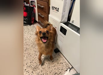 Coco SR - freundlich, verspielt