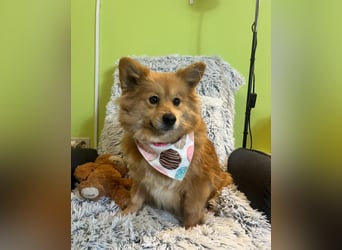 Dolly SR - freundlich, aufgeschlossen