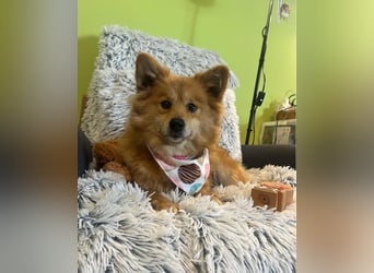 Dolly SR - freundlich, aufgeschlossen