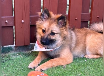 Leila - fröhlicher Junghund 