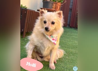 Molli  - unsicher, freundlich