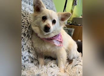 Lena  SR - katzenverträglich, lieb