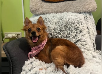 Coco SR - freundlich, verspielt