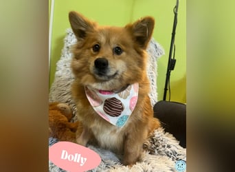 Dolly SR - freundlich, aufgeschlossen