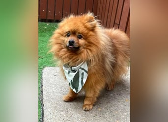 Fluffy  - neugierig, verträglich 