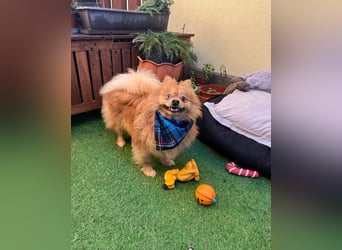 Sheldon SR - verspielt, verträglich