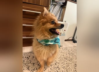 Teddy SR - Freundlich, Verspielt