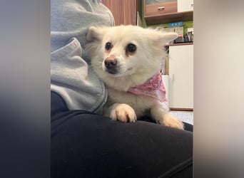 Lena  SR - katzenverträglich, lieb