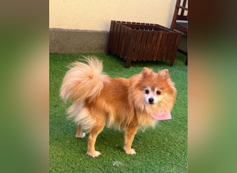 Kitty SR - freundlich, verträglich