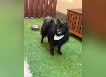 Casper, fröhlicher Kleinspitzjunge geb. 2018