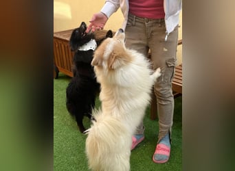 Casper, fröhlicher Kleinspitzjunge geb. 2018