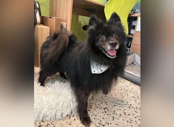 Casper, fröhlicher Kleinspitzjunge geb. 2018