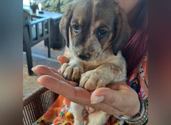 Junghündin LYRA sucht ihr Für-immer-Zuhause